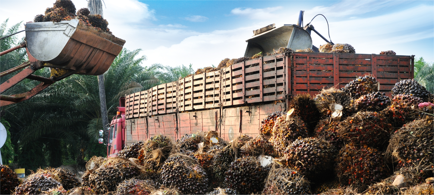 Processing and drying dates